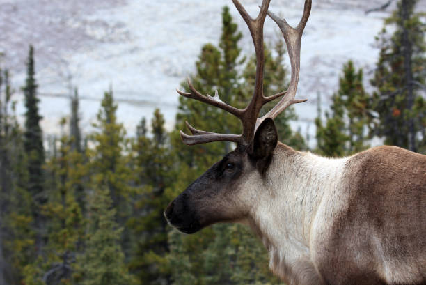 istock Caribou in interior Alaska 1348480060