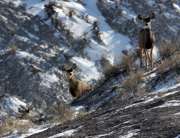 istock Mule Deer in Badlands South Dakota 1348483410