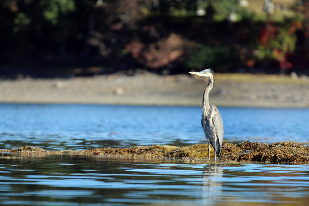 istock Heron in Blue Hill Maine 1348483489