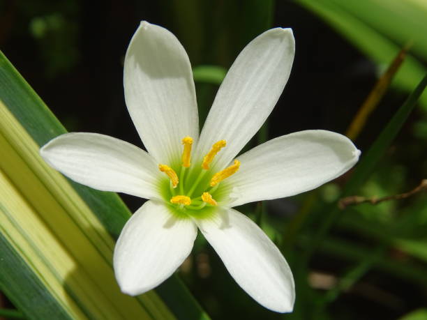 istock THE WATER LILY FLOWER 1348487999