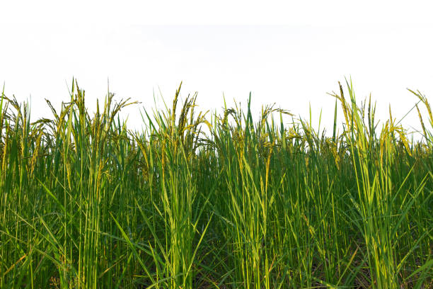 istock Close-up of the rice ears 1348490237