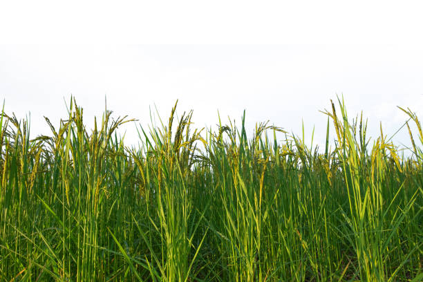 istock Close-up of the rice ears 1348493580