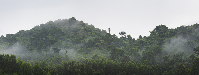 Beautiful landscape with fog and low clouds on mountain range and forest in Thailand