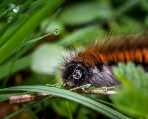 istock Selective focus of Caterpillar eating in the grass 1348504136