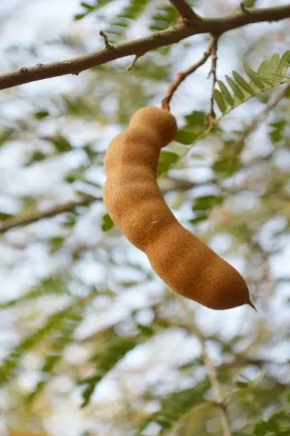 Photo of dry tamarind in nature garden