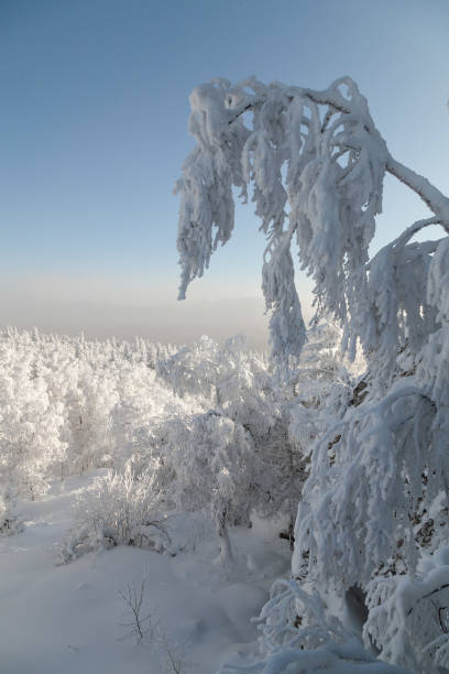 istock The pine forest is covered with fluffy snow. Meet 2022 1348513390
