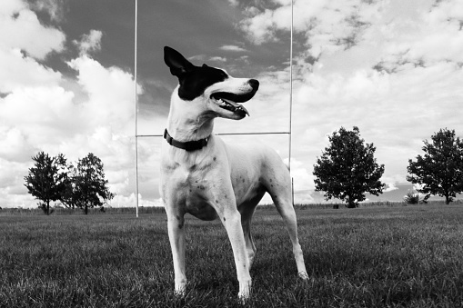 Young puppy stands on guard just in front of an old country end zone from down on the farm in rural Illinois, USA.