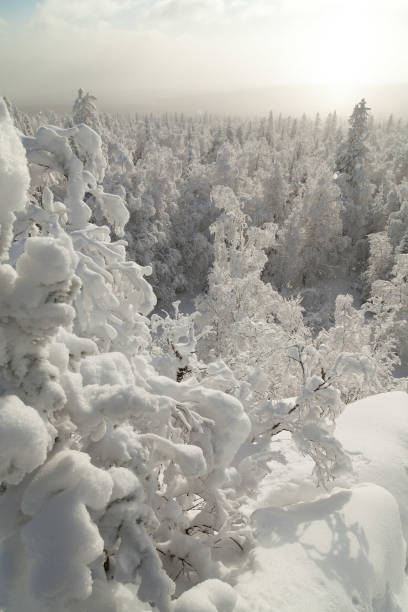 istock The pine forest is covered with fluffy snow. Meet 2022 1348519194