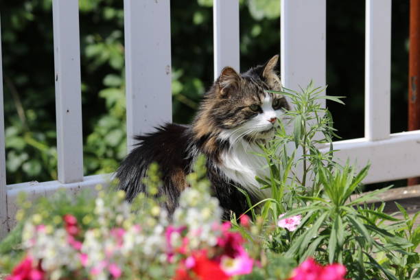 istock Pretty cat relaxing outside 1348527086