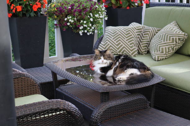 istock Pretty cat relaxing outside 1348528260