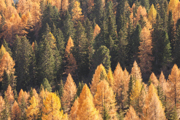istock yellow larches and green pine trees at fall in the woods 1348533435