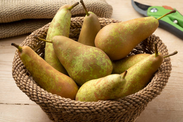 Fresh ripe Conference pears close up in a basket Fresh ripe picked Conference pears close up in a basket conference pear stock pictures, royalty-free photos & images