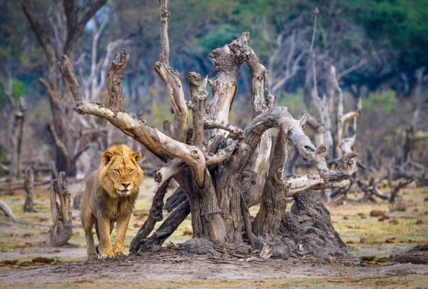 A male lion (Panthera leo) standing by a dead tree.