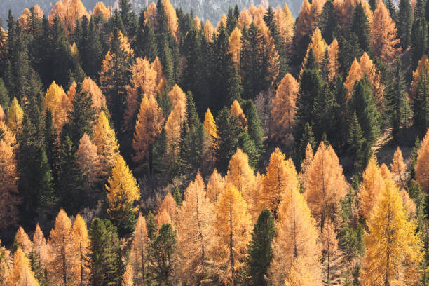 istock yellow larches and green pine trees at fall in the woods 1348538461