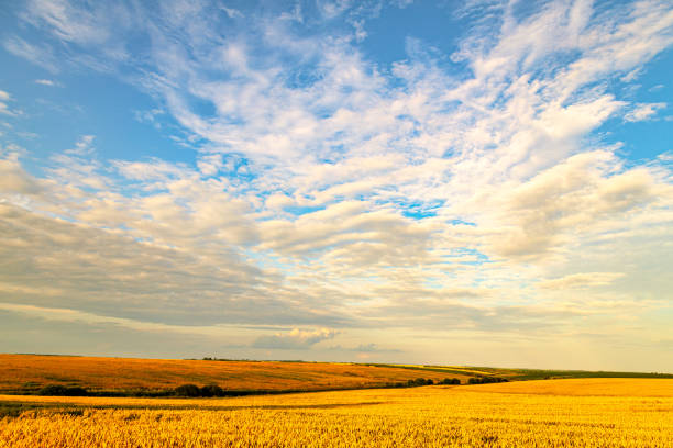 istock Wide wheat field landscape with sky in clouds. 1348539924