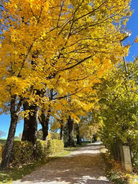 Yellow-coloured, autumnal Ahornallee, Tegernsee, Upper Bavaria