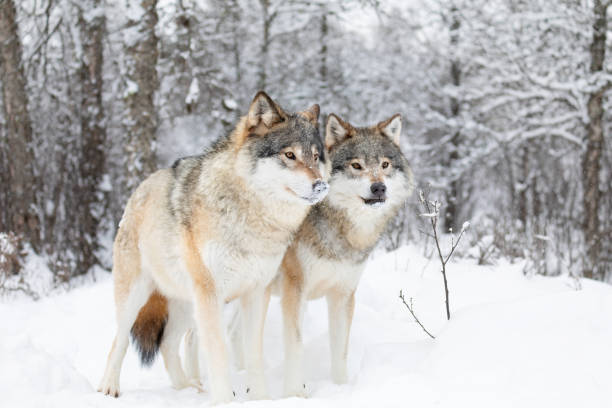 two beautiful wolves in cold snowy winter forest - wolf norway woods winter imagens e fotografias de stock