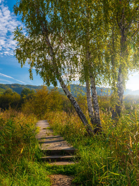 Wooden walkway surrounded by reeds and birches.