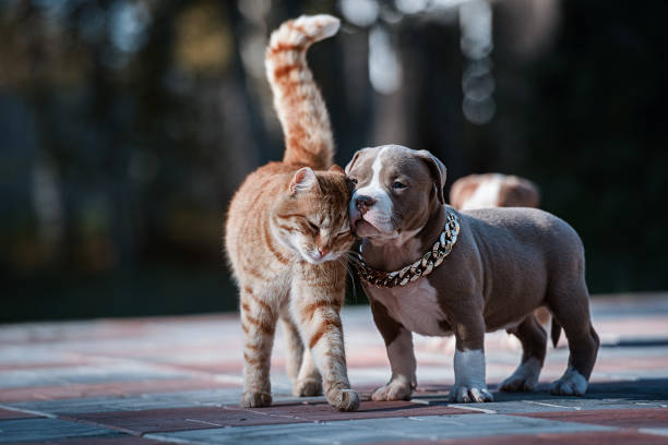 un chat sans-abri au gingembre caresse un chiot intimidateur américain - american bulldog photos et images de collection