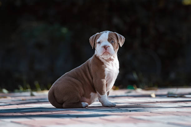 american bully puppy - american bulldog photos et images de collection