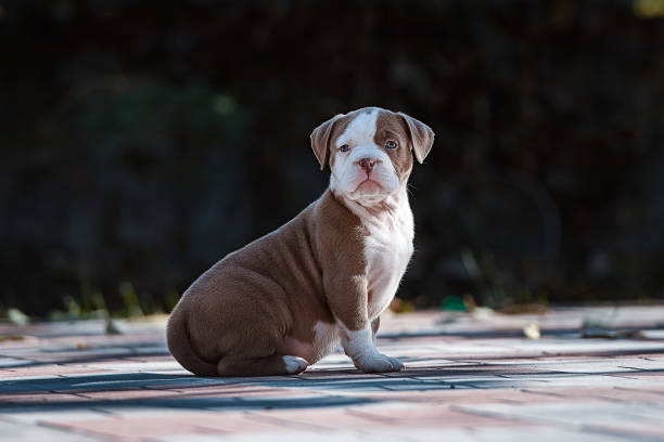 American Bully Puppy One American Bully puppy sits sideways and looks at the camera american bulldog stock pictures, royalty-free photos & images