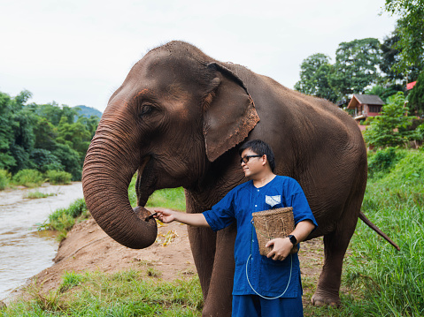 happy Asian man feeding Elephant with sugar cane in tropical green forest near river at sanctuary in Chiang Mai Thailand. mature adult in Thai Northern traditional cloths. tourist activity.