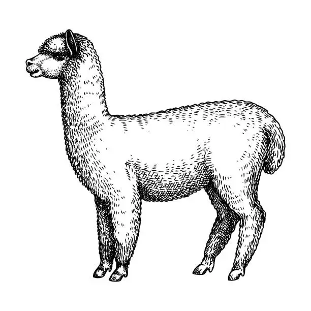 Vector illustration of alpaca vector sketch