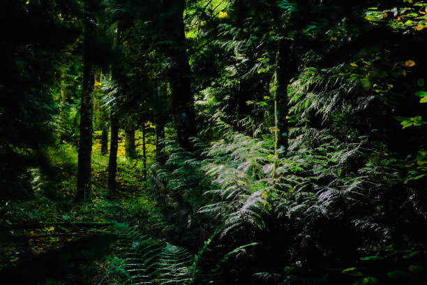 istock Forest fern in the sunlight 1348561615