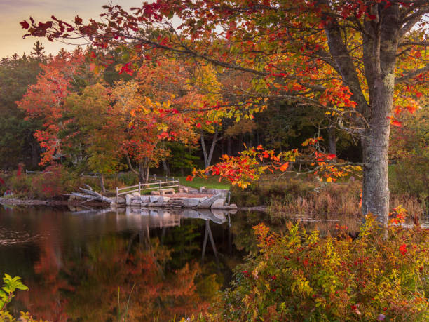istock Vibrant autumn trees reflecting in pond 1348565612