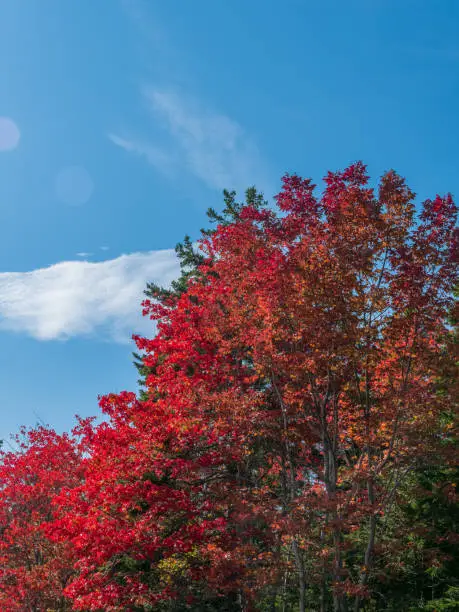 Photo of Treetop with vibrant fall foliage against blue sky