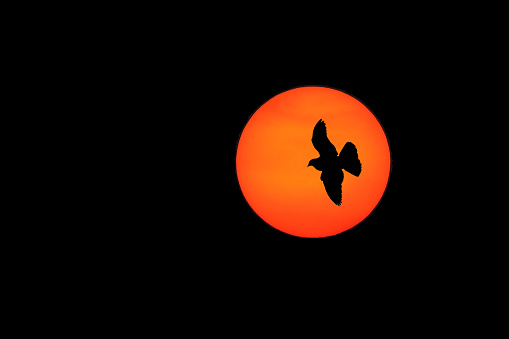 Silhoutte of birds flying on the background of the sun