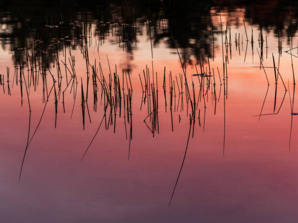 istock Sunset color reflected in pond with reeds 1348565805