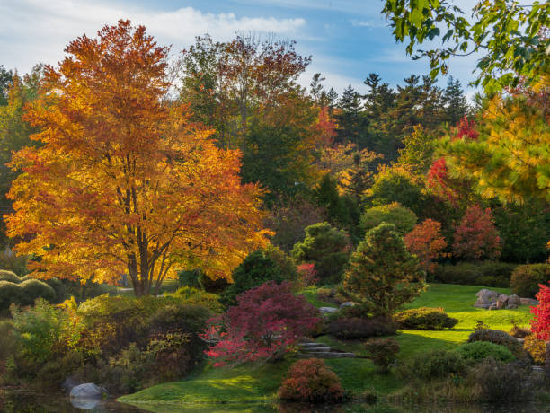 istock Vibrant fall color trees in a garden setting 1348565903