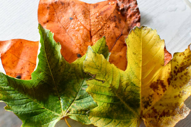 istock Brown, yellow and green leaves close up 1348565967