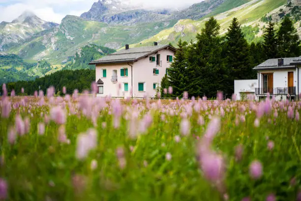 A flower meadow with a typical swiss house and the mountains in the background
