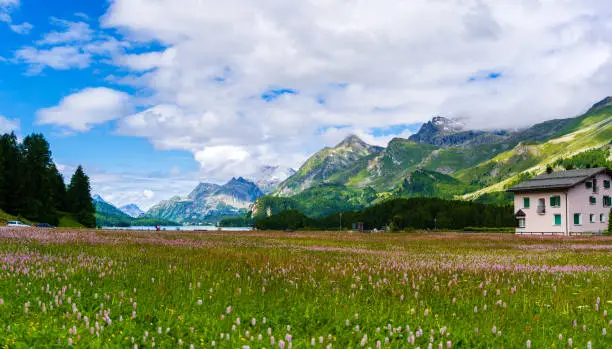 A flower meadow with a typical swiss house and the mountains in the background. Panorama