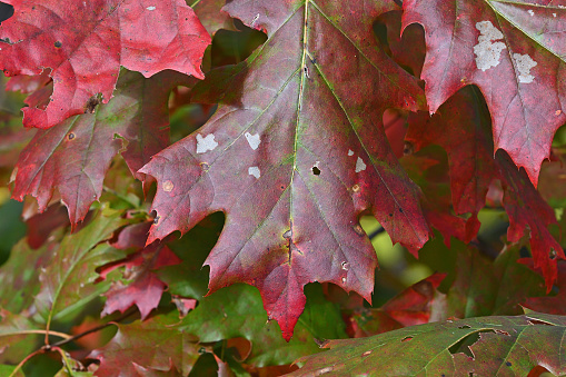 Red oak branch with bright autumn varicolored leaves on a blurred background of the other branches in sunny day,  close-up in selective focus
