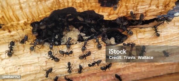 Carpenter Ants Stock Photo - Download Image Now - Carpenter Ant, Damaged, Wood - Material