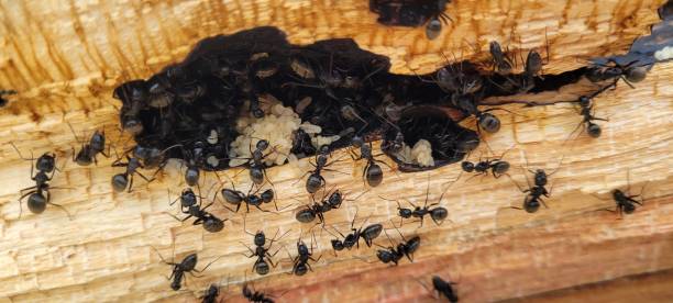 муравьи-плотники - anthill стоковые фото и изображения