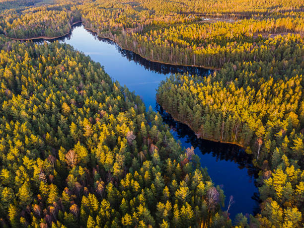 autumn forest lake - skog sverige bildbanksfoton och bilder