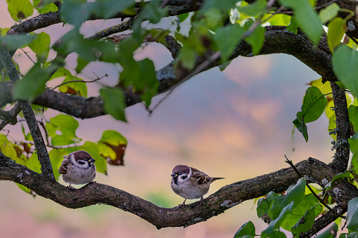 Tree Sparrow bird in morning light sitting on a branch,