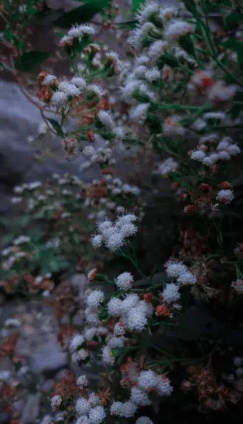 White Mistflower in the tropical rain forest in the afternoon