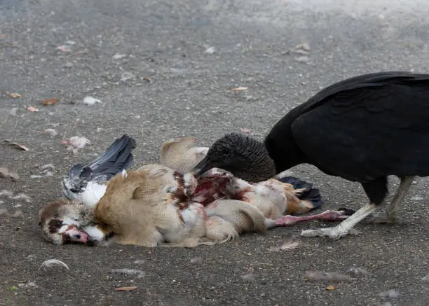 Black vulture with dark gray head is feeding on the insides of a car struck Egyptian goose on a feather strewn road.