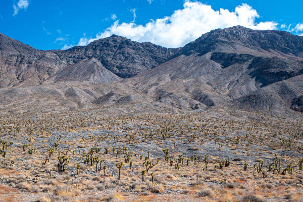 istock Joshua Trees in Death Valley 1348570648