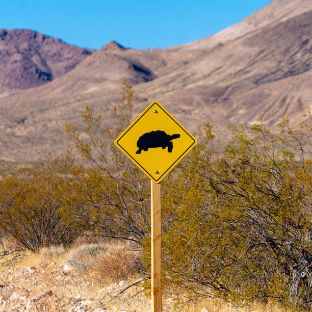 cartello di attraversamento della tartaruga del deserto nella valle della morte. - desert tortoise foto e immagini stock