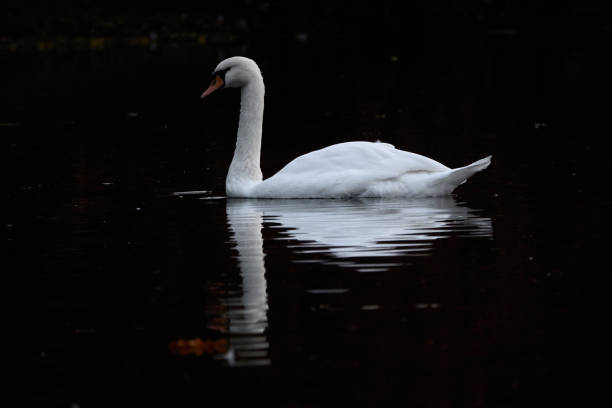 istock Beautiful white swan in the pond. 1348570875