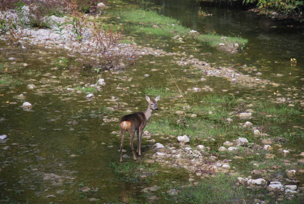 Free Stock Photo of Deer Standing in River Next to Forest | Download ...
