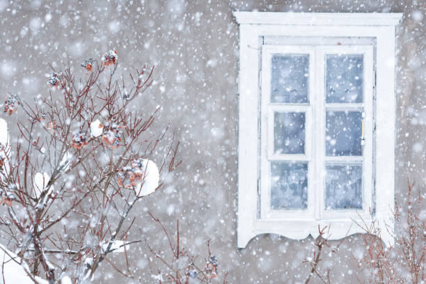 istock Hydrangea snowy shrub in window with white shutter background in winter time during snowfall 1348572352