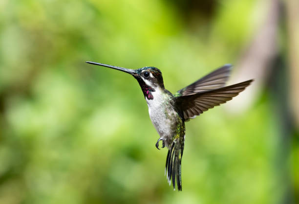 istock Long-billed Starthroat hummingbird, Heliomaster longirostris, hovering in a garden 1348572425