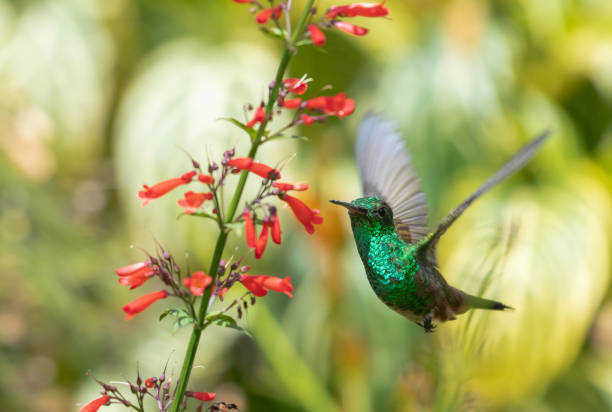istock Copper-rumped hummingbird flying to feed on red  flowers 1348572435